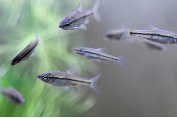 麦穗鱼怎么进行高密度养殖，每亩放苗8-10万尾