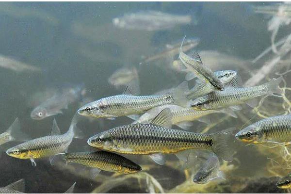 麦穗鱼怎么进行高密度养殖，每亩放苗8-10万尾