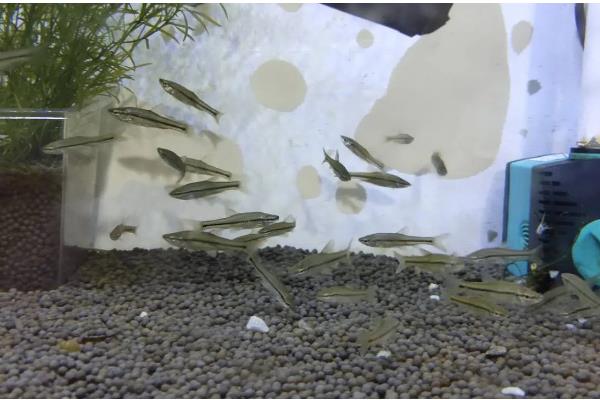 麦穗鱼怎么进行高密度养殖，每亩放苗8-10万尾