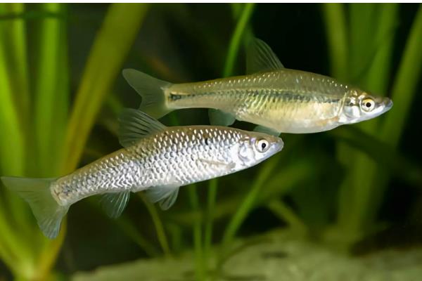 麦穗鱼怎么进行高密度养殖，每亩放苗8-10万尾