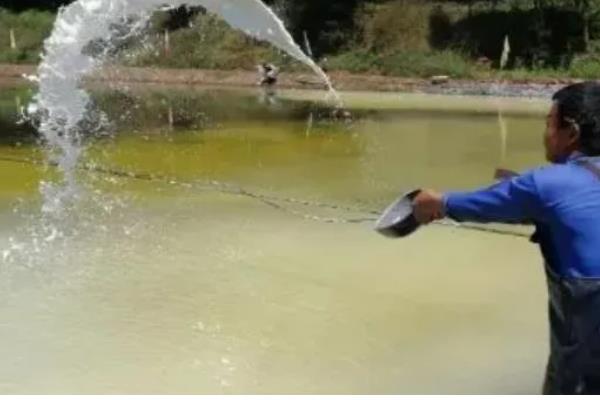 麦穗鱼怎么进行高密度养殖，每亩放苗8-10万尾