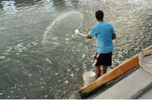 麦穗鱼怎么进行高密度养殖，每亩放苗8-10万尾