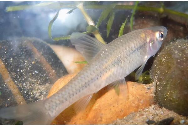 麦穗鱼怎么进行高密度养殖，每亩放苗8-10万尾