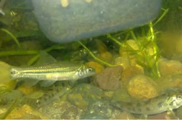 麦穗鱼怎么进行高密度养殖，每亩放苗8-10万尾