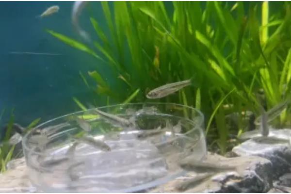 麦穗鱼怎么进行高密度养殖，每亩放苗8-10万尾