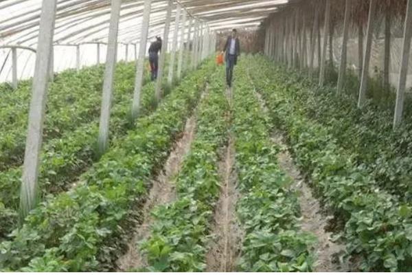 草莓白粉病的防治时间，苗期时注意预防