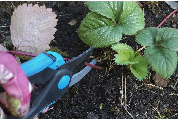 草莓白粉病的防治时间，苗期时注意预防