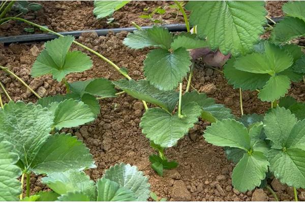 草莓白粉病的防治时间，苗期时注意预防