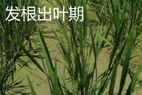 茭白的种植技术，从四月初到四月中旬播种