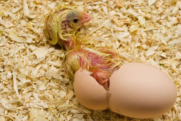 刚出壳的小鸡多久可以喂水,15-20小时之内就可以