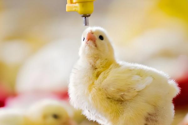 刚出壳的小鸡多久可以喂水,15-20小时之内就可以