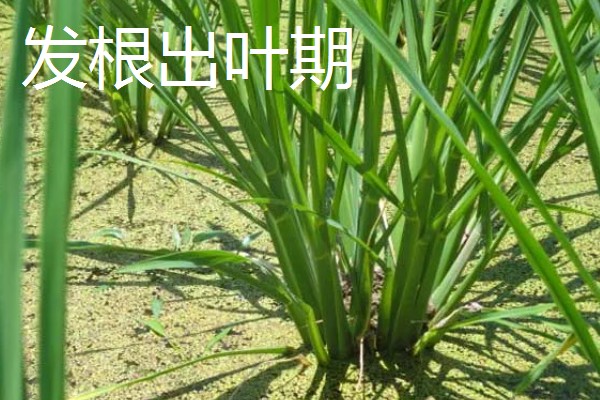茭白的种植技术，从四月初到四月中旬播种