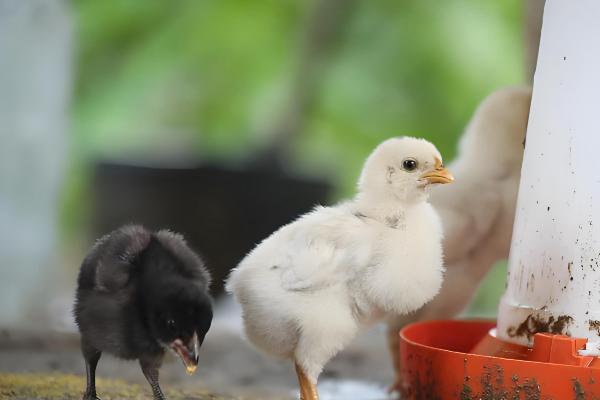 刚出壳的小鸡多久可以喂水,15-20小时之内就可以