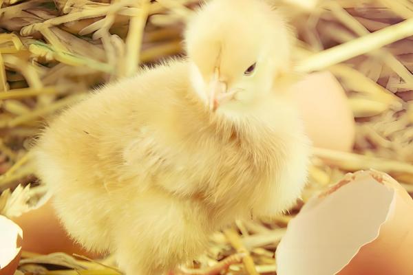 刚出壳的小鸡多久可以喂水,15-20小时之内就可以