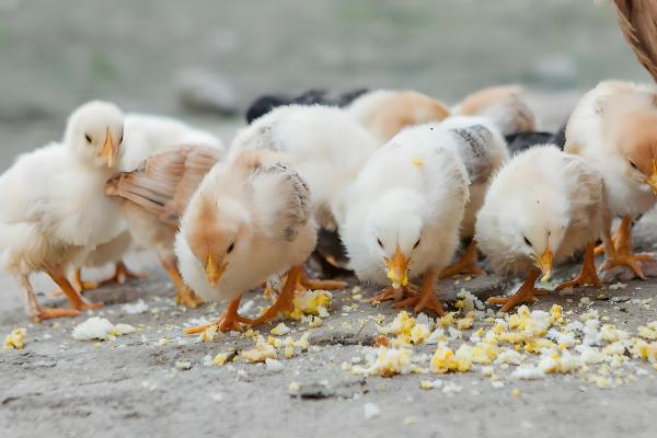刚出壳的小鸡多久可以喂水,15-20小时之内就可以