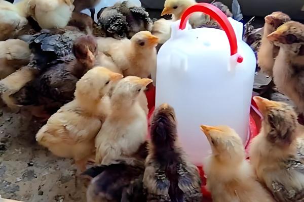 刚出壳的小鸡多久可以喂水,15-20小时之内就可以