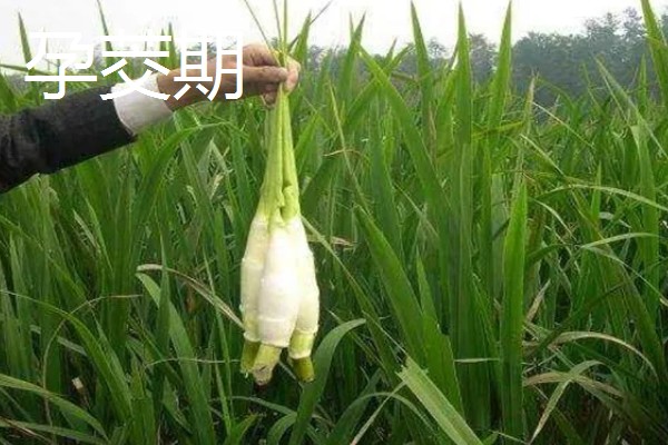 茭白的种植技术，从四月初到四月中旬播种