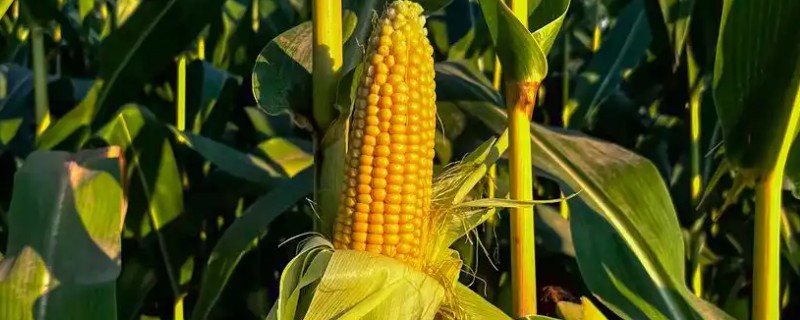 玉米立秋抽穗能成熟吗，立秋抽穗能成熟