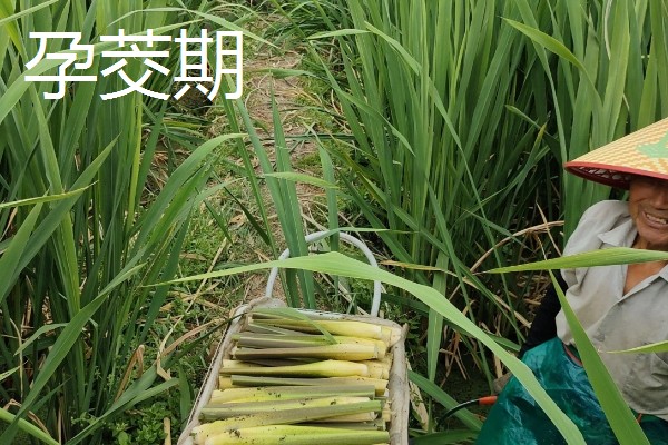 茭白的种植技术，从四月初到四月中旬播种