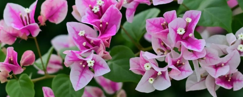 三角梅如何过冬，重要的是控制好室内的温度