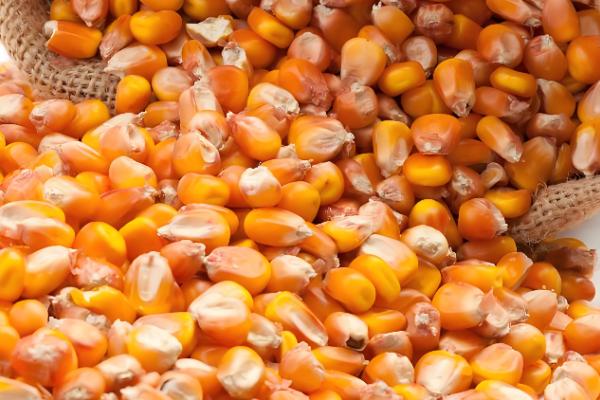 吉农大516玉米种简介，出苗至成熟120天