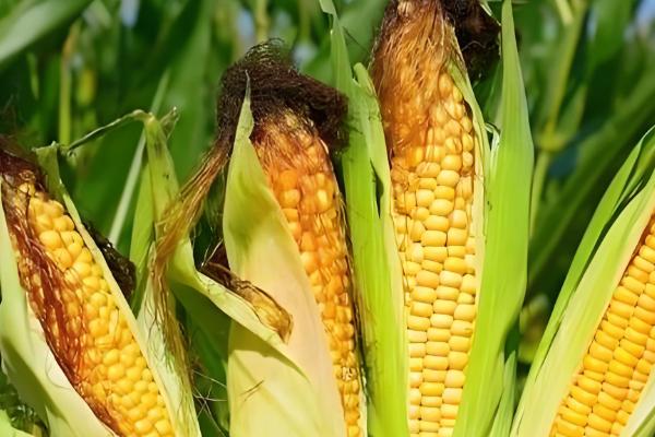 吉农大516玉米种简介，出苗至成熟120天