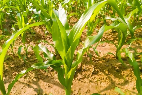 吉农大516玉米种简介，出苗至成熟120天