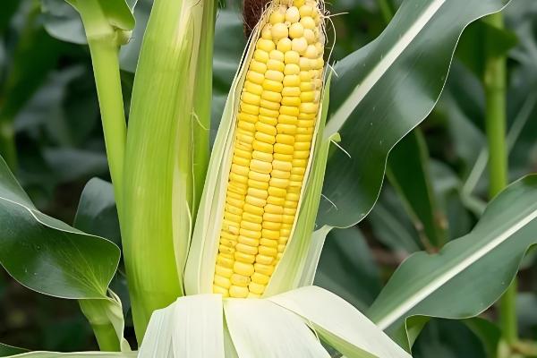 吉农大516玉米种简介，出苗至成熟120天