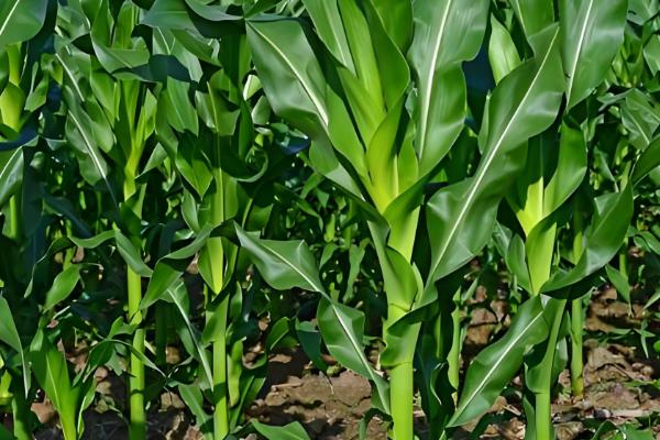 吉农大516玉米种简介，出苗至成熟120天