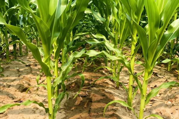 吉农大516玉米种简介，出苗至成熟120天