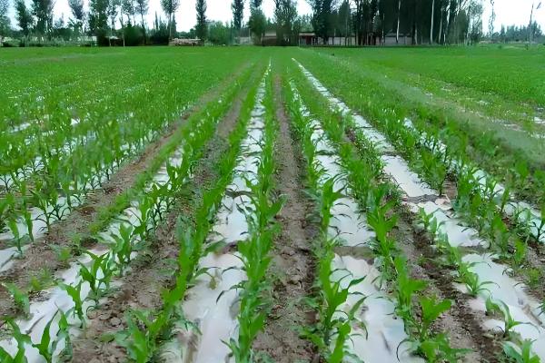 吉农大516玉米种简介，出苗至成熟120天