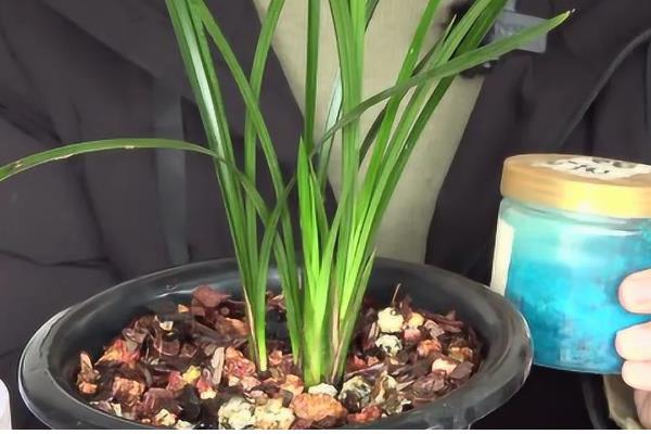 兰花的施肥时间，6月份可追施复合肥