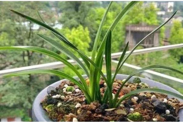 兰花的施肥时间，6月份可追施复合肥