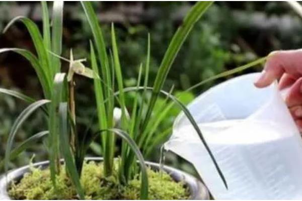 兰花的施肥时间，6月份可追施复合肥