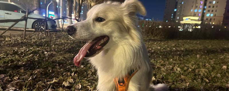 狗狗的感官，嗅觉是狗狗最灵敏的感官