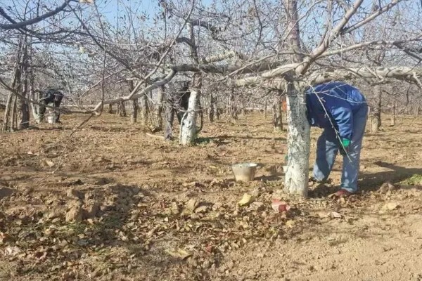 果树冬季清园时间,适合在12月份至次年2月份进行