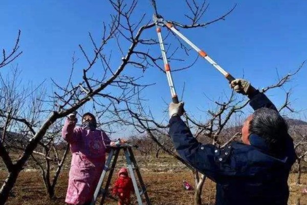 果树冬季清园时间,适合在12月份至次年2月份进行