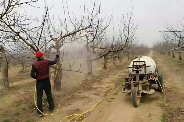果树冬季清园时间,适合在12月份至次年2月份进行