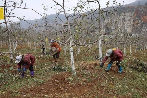 果树冬季清园时间,适合在12月份至次年2月份进行