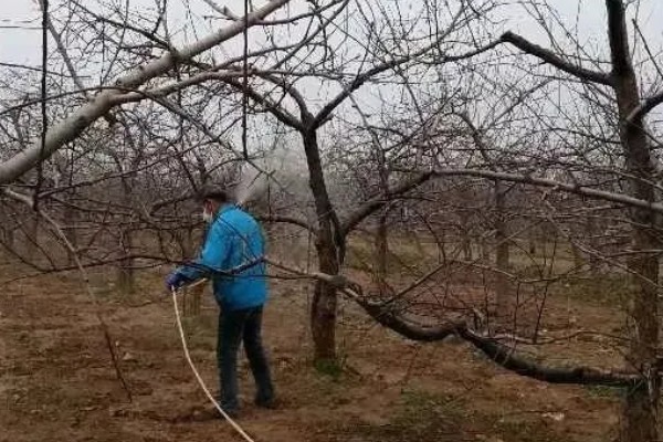 果树冬季清园时间,适合在12月份至次年2月份进行