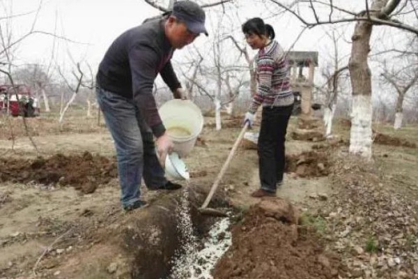 果树冬季清园时间,适合在12月份至次年2月份进行