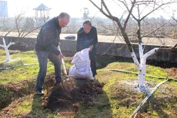果树冬季清园时间,适合在12月份至次年2月份进行