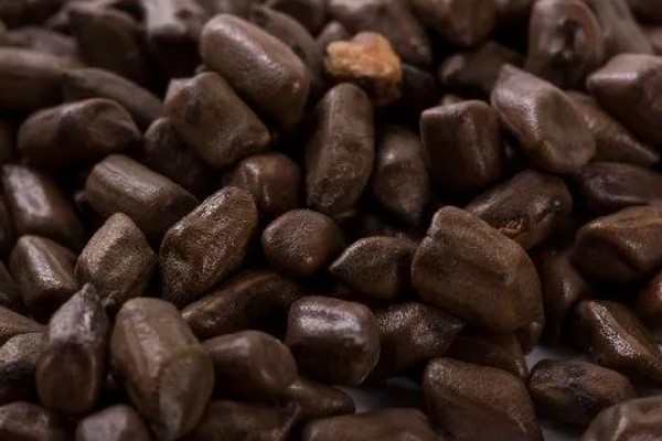 决明子枕头如何使用，白天建议放在太阳下晒会