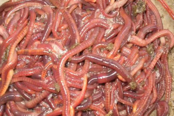 捕黄鳝饵料配方,主要有以下2种配方