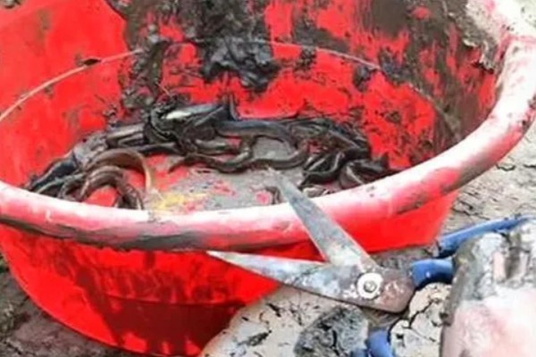 捕黄鳝饵料配方,主要有以下2种配方