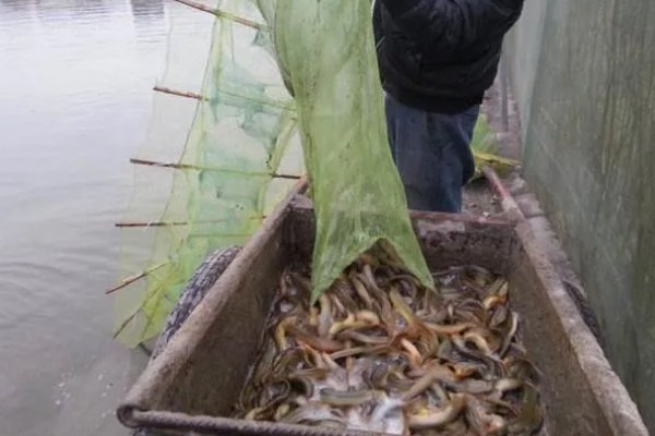 捕黄鳝饵料配方,主要有以下2种配方