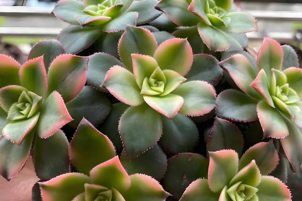 清盛锦的花语,寓意生生不息、热烈的爱等