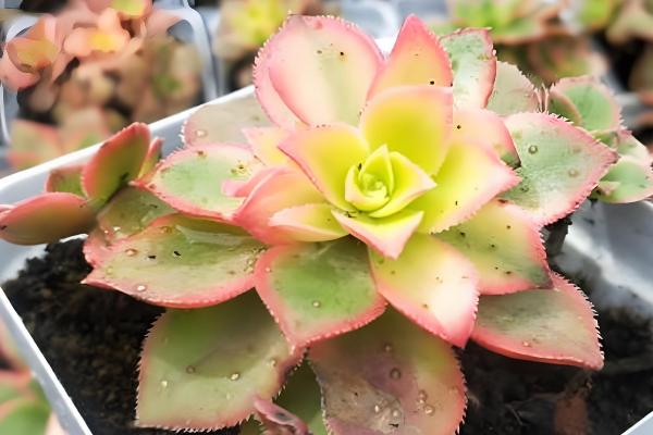 清盛锦的花语,寓意生生不息、热烈的爱等