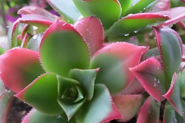 清盛锦的花语,寓意生生不息、热烈的爱等