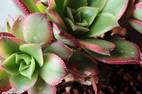 清盛锦的花语,寓意生生不息、热烈的爱等